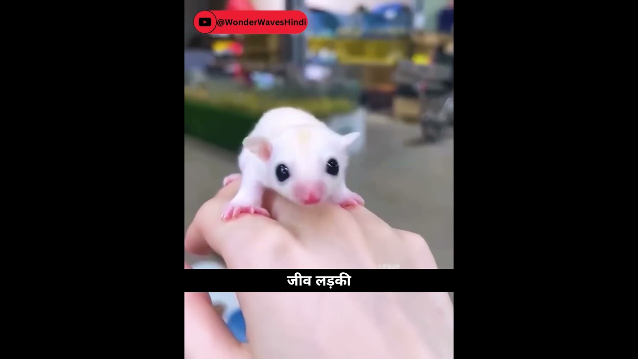 A Girl Rescued a Tiny Creature — What It Became Will Melt Your Heart ❤️