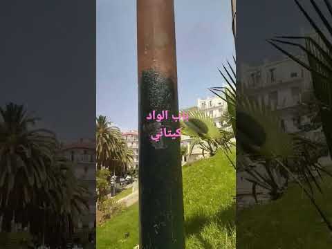 ساحة طالب عبد الرحمان باب الواد2023