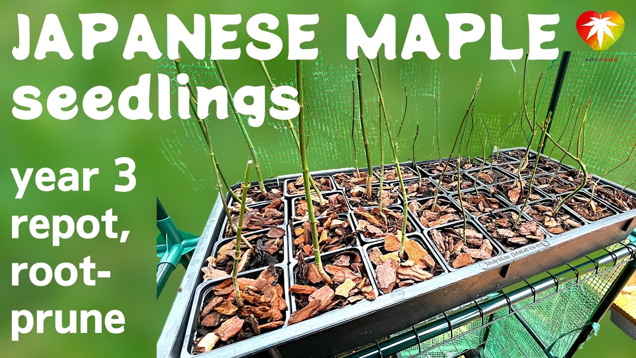 Japanese Maple seedlings year three repot, rootpruning YouTube