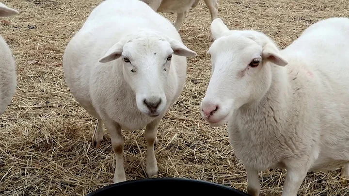 SHEEP AND GOATS ~ 1 WAY MASTITIS STARTS and HOW TO...