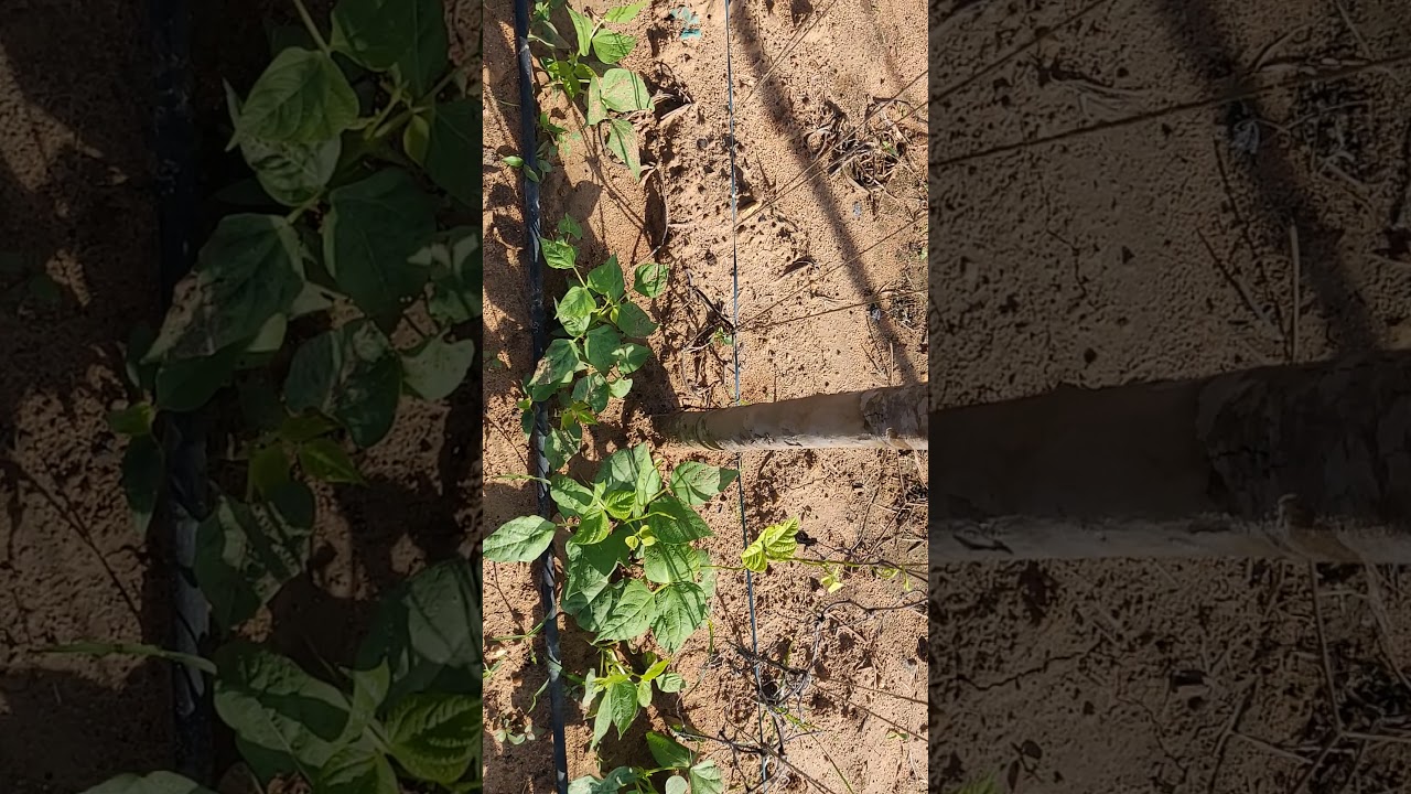 Pole Beans Farming 2021