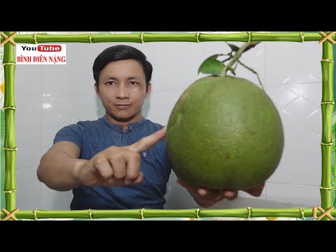 Video Cách nhìn quả bưởi biết bao nhiêu múi, how to see the... - youtube