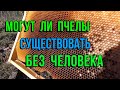 Внимание Эксперимент!!! Американский гнилец, пчелы 6 месяцев без осмотра