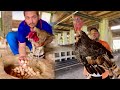 Turkey Hatching Peacock And Pheasant Eggs, Ground Birds Farming, Chand Chakor, Hsn Entertainment