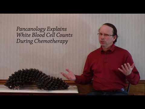 Pancanology Explains White Blood Cell Counts During Chemotherapy