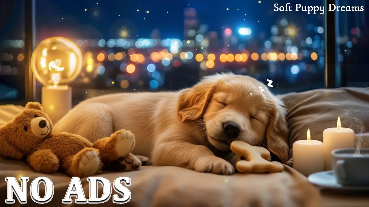 Dog Calming Tunes 🎶🐾 Anxiety Relief & Relaxing Sounds for Peaceful Sleep🐶Sleep dog Healing🎵