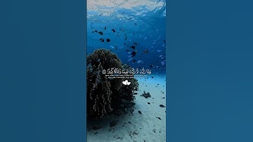 عيناً فيها تسمى سلسبيلا/القارئ محمد اللحيدان سورة الإنسان #اكسبلور