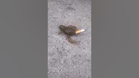 Larry the lobster has hit rock bottom #memes #foryou #fyp #cigar #spongebob #larry #lobster #viral