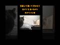 引越しで置いて行かれて 生ゴミを食べながら 生きていた猫① 【保護猫】【元野良猫】 【元捨て猫】 #猫 #cat #保護猫活動 #保護猫 #子猫 #野良猫 #catrescue #rescuecat