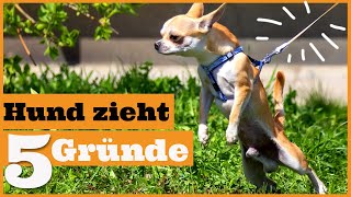 Leinenführigkeit trainieren I Warum der Hund an der Leine zieht I 5 Gründe die du wissen musst