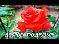 😍Доброе утро!!!С летним цветочным настроением!❤