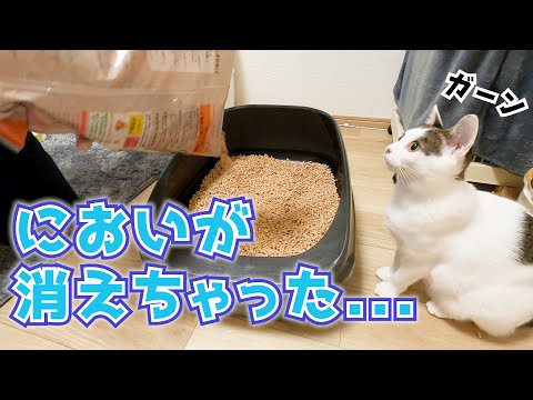 【しょんぼり】トイレの砂を全取り替えされた猫の反応が可愛かった