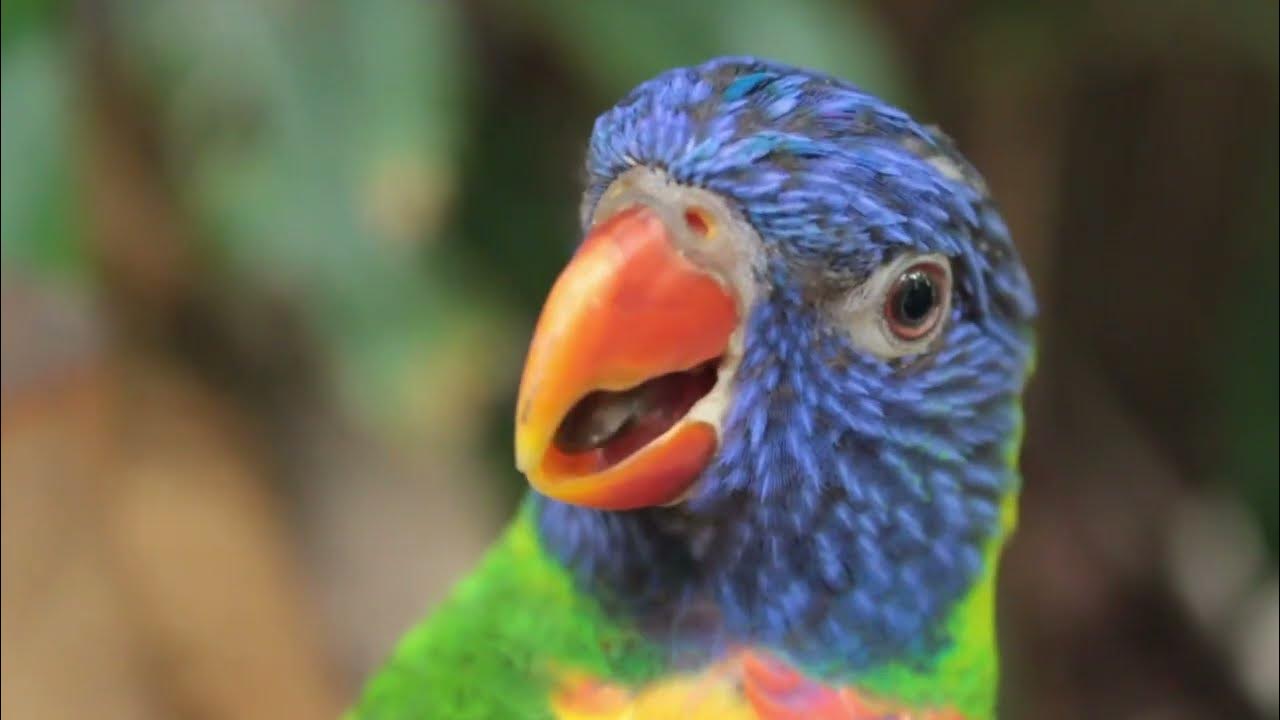 Parrot sound effect, load natural chirping effect, African parrot
