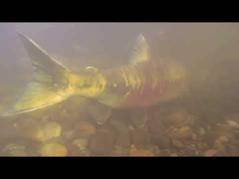 Video: 3 Zaub Mov Txawv Rau Salum Chum Salmon Nyob Hauv Tsev
