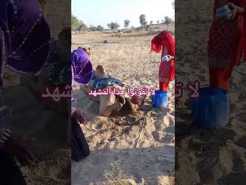 بمساعدة ركبته كجمل جالس رمى القدر الطيني بعيدا
