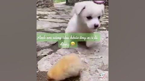 Anh em cùng cha khác ông nội là đây…😁