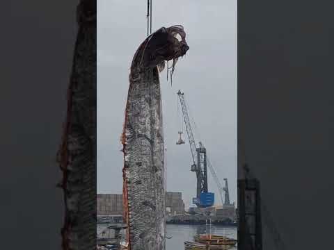 Spectacular Footage Shows Crane Reeling 16-Foot-Long Oar Fish in Chilean Port
