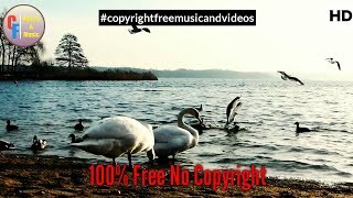 Swams With Firefly Music Free Stock Footage || No Copyright