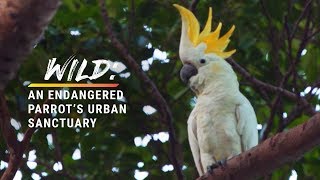 How Wild Parrots Found Refuge in A Big City