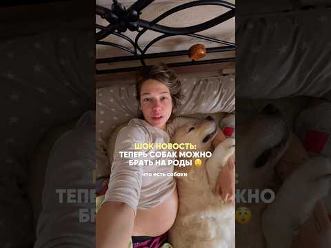 А вы бы взяли своих питомцев? 🧐 #беременность #юмор #роды #ребенок #собака #собачники #ретривер