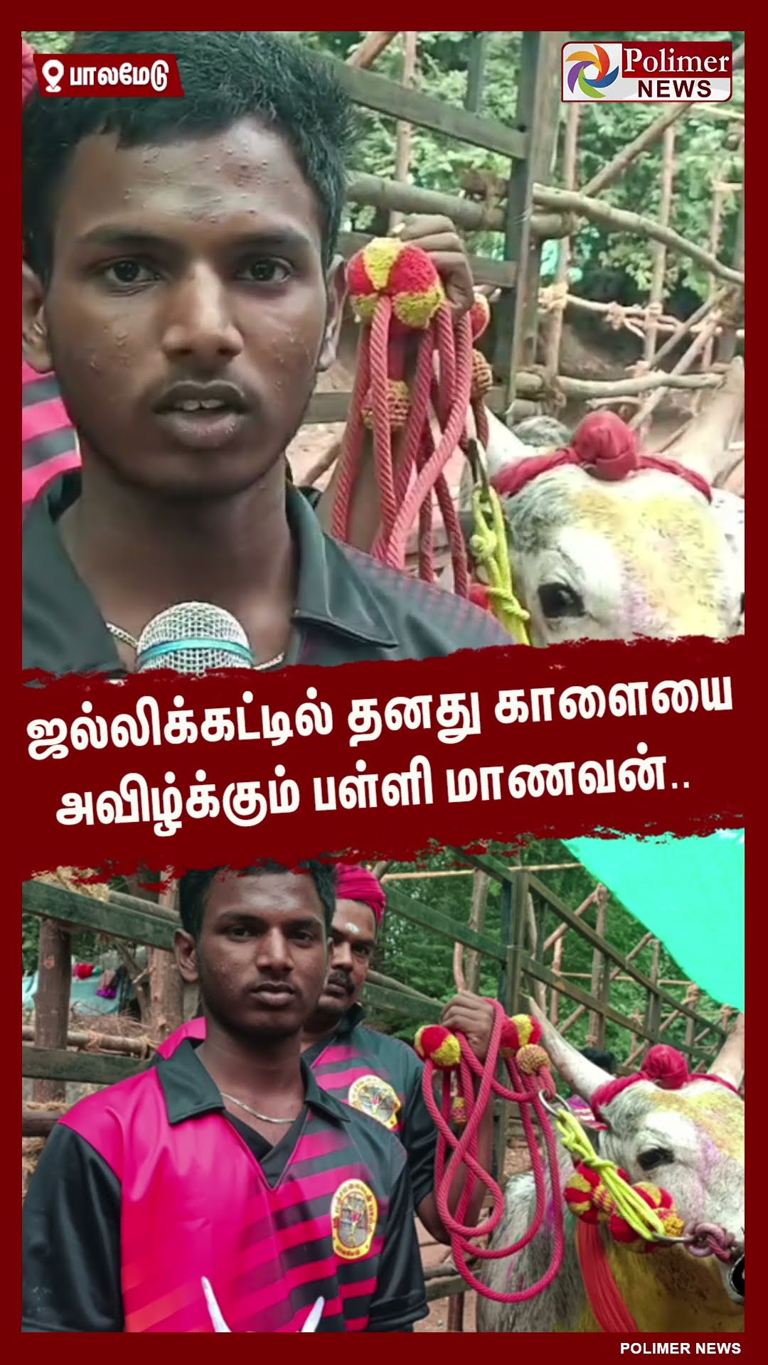 ஜல்லிக்கட்டில் தனது காளையை அவிழ்க்கும் பள்ளி மாணவன்..  #shorts | #palamedujallikattu