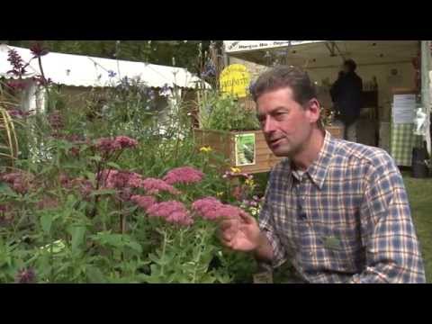 Vidéo: Plantes Sedum : Cultiver des sedums dans le jardin