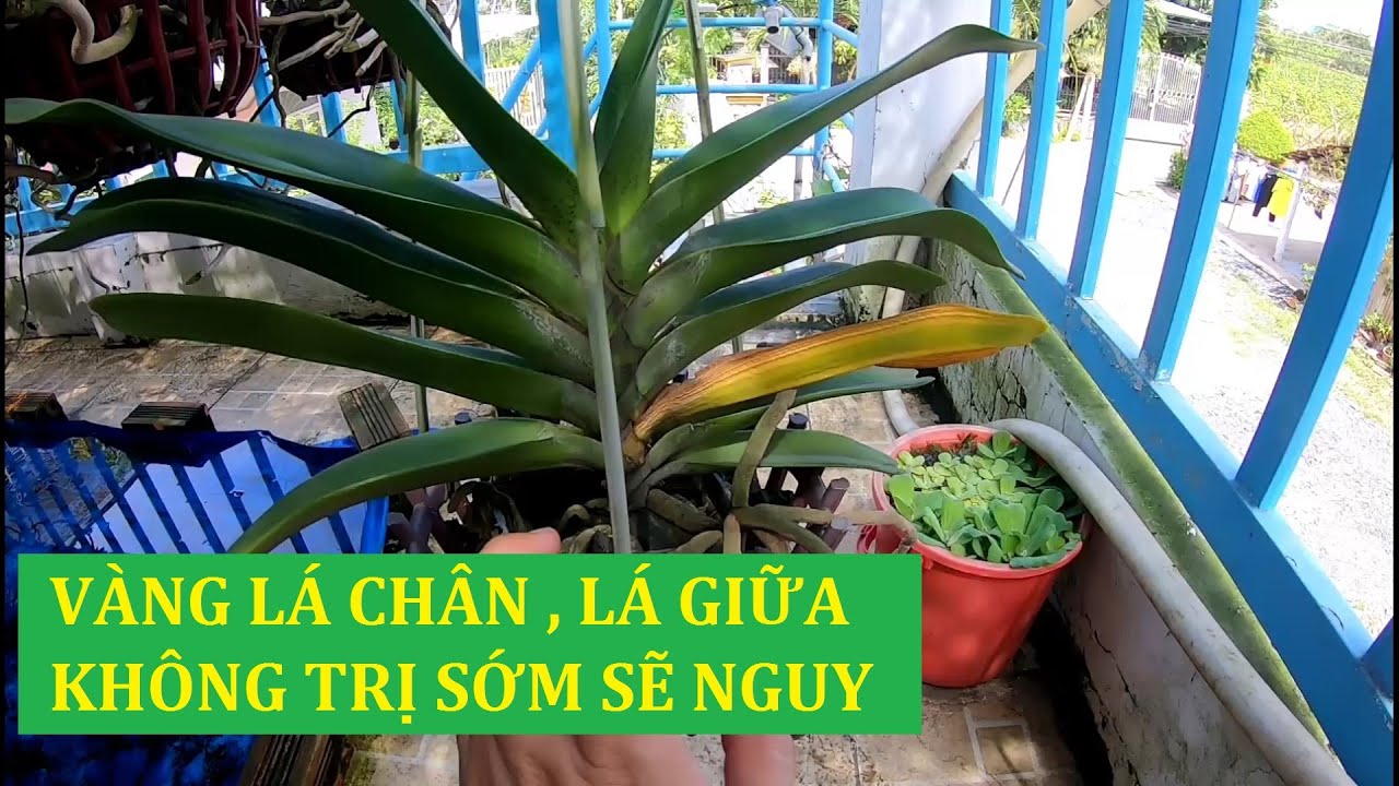 Vàng Lá Chân , Lá Giữa : Nguyên Nhân Và Cách Trị ! Hoa... - youtube