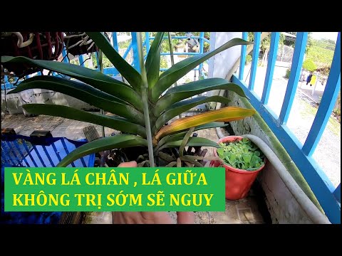 Video Vàng Lá Chân , Lá Giữa : Nguyên Nhân Và Cách Trị ! Hoa... - youtube