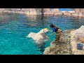 2025/09/23 ベルーガのトレーニング【グレイ&ナナ編】@名古屋港水族館
