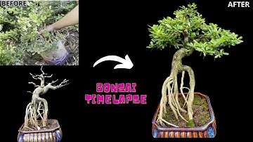 How to Create a Bonsai Tree | Step-by-Step Transformation