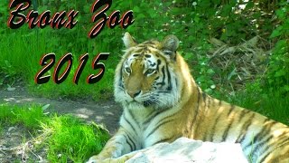 Bronx Zoo 2015