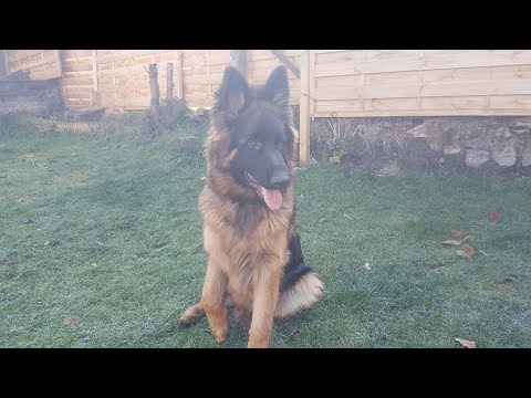 Vidéo: Que puis-je donner à mon chien pour la panostéite ?