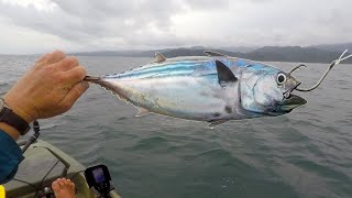 Offshore Kayak Fishing with HUGE Live Baits | #FieldTrips Panama | Field Trips with Robert Field