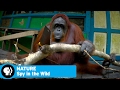 Understanding Animal Intelligence and Behavior