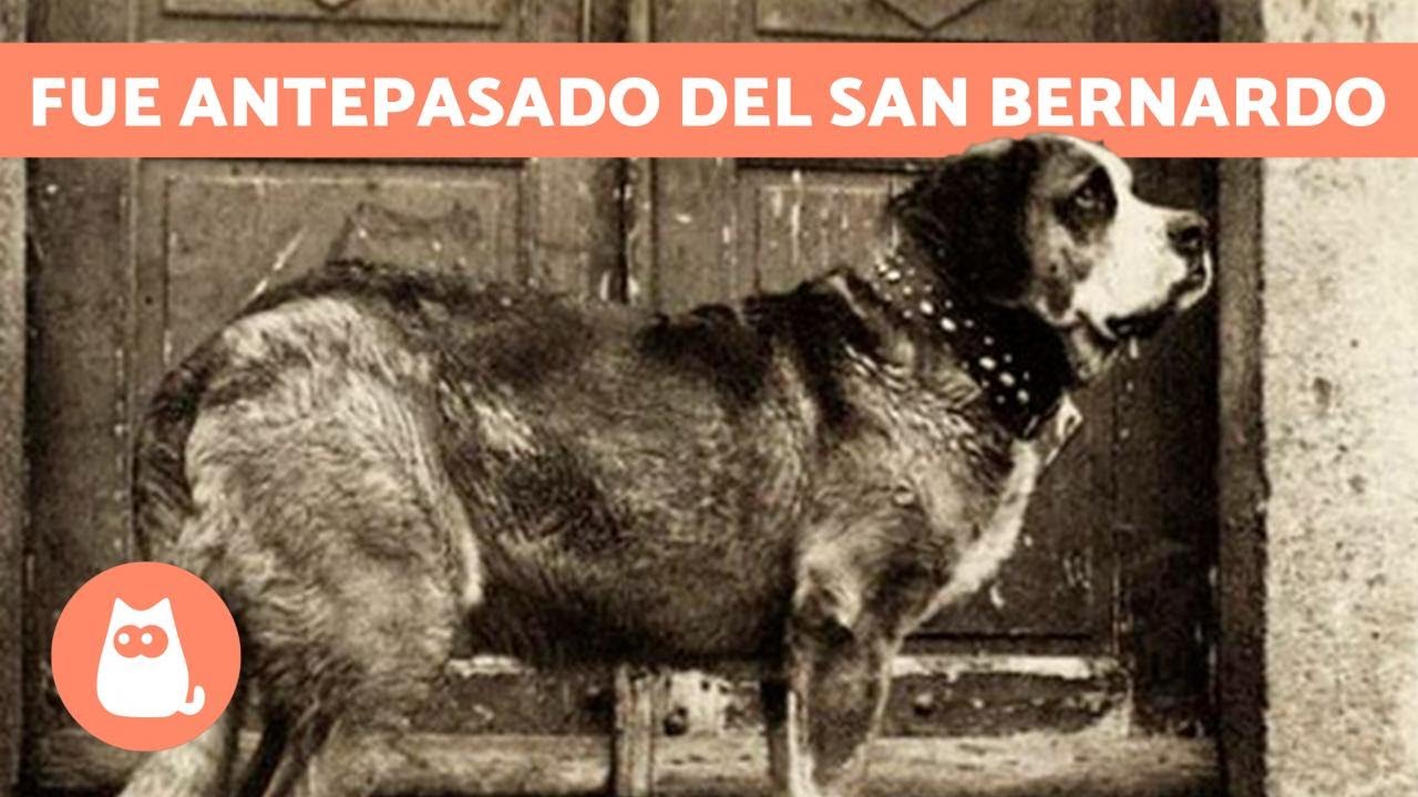 Perro Barry El perro HÉROE de las MONTAÑAS 🐶🏔️ (Barry) - YouTube