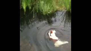 Smooth Fox Terrier Refusing To Come Out Of The Water