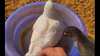 鸽子竟然都这么爱泡澡的，两只鸽子洗完澡一起窝沙，真会享受啊！
