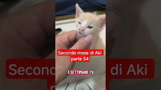 🐱 Il secondo mese di Aki - parte 54: oggi organizzata la lettiera da viaggio ❤️ #shorts