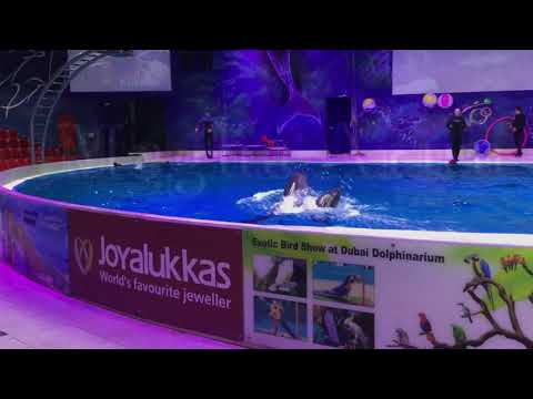 Dubai Dolphinarium | Megha Arun