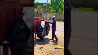 Tractor Tyre Change | Tyre Changing In One Minute | Tyre Fitting #tractror #heavyduty #tyre #tyre