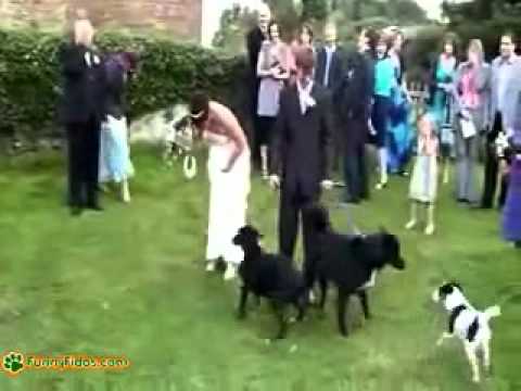 Dog peeing on wedding dress