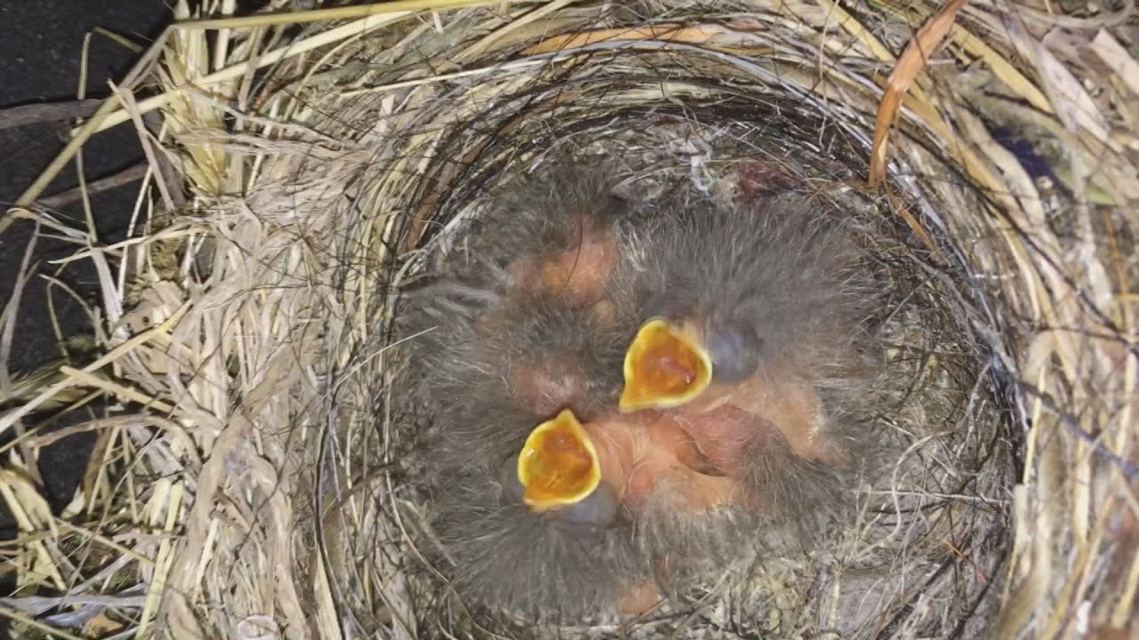 車が動かせません 鳥の巣が 無事５羽がふ化 Htbニュース Youtube