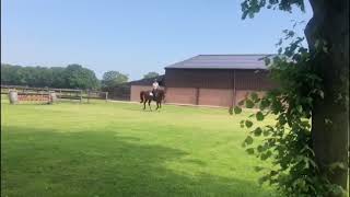 Garant and Beezie training