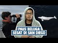 Paus Beluga Sesat di San Diego