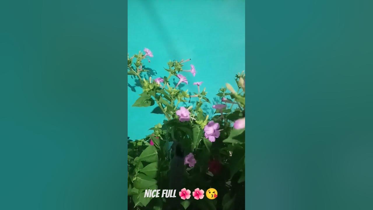 new-flowers-meaning-of-different-youtube