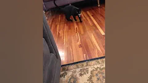 Kitlin Finally Learns to Fetch...on her terms!