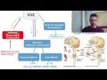 Νευρικό Σύστημα Μέρος Στ:  Αυτόνομο Νευρικό Σύστημα