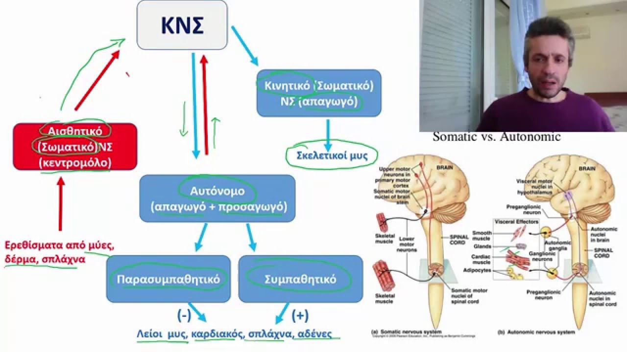 Νευρικό Σύστημα Μέρος Στ:  Αυτόνομο Νευρικό Σύστημα