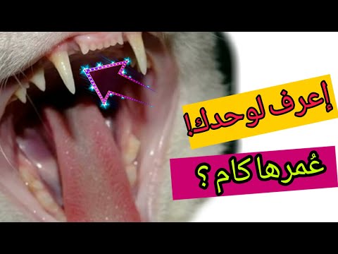 فيديو: كيفية تحديد عمر القط