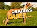 20 CURIOSIDADES SOBRE LOS GALGOS